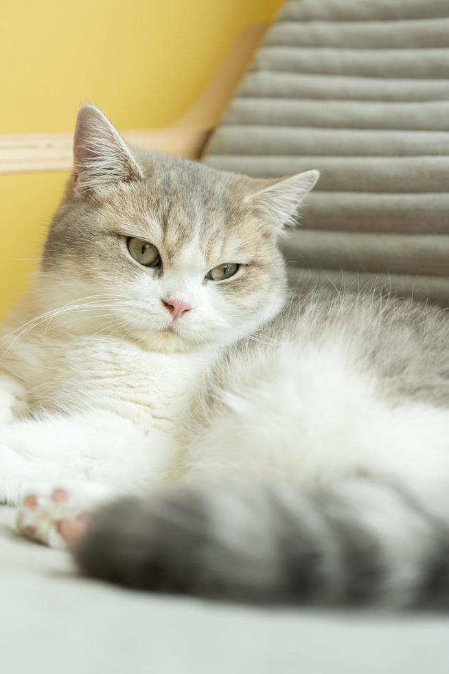 schattige kat rondkijken, concept van huisdieren, huisdieren. close-up portret van een kat die zit rond te kijken foto