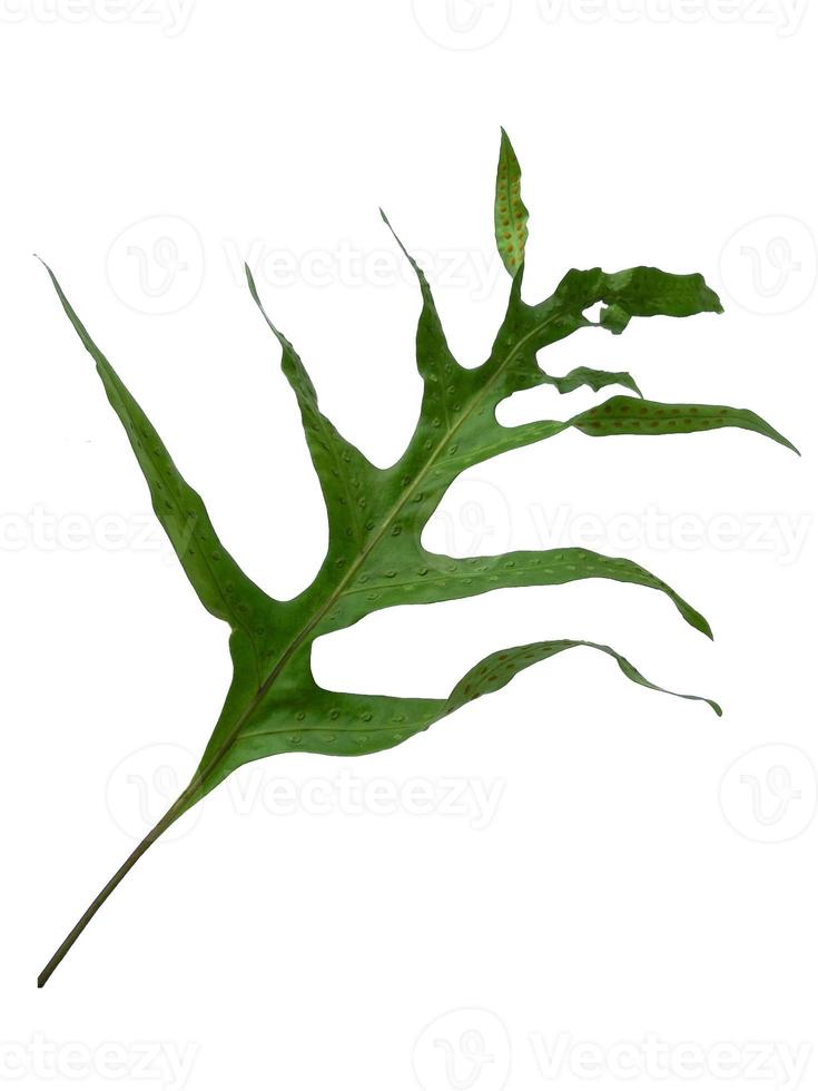 groene phlebodium aureum blad textuur geïsoleerd op een witte achtergrond foto