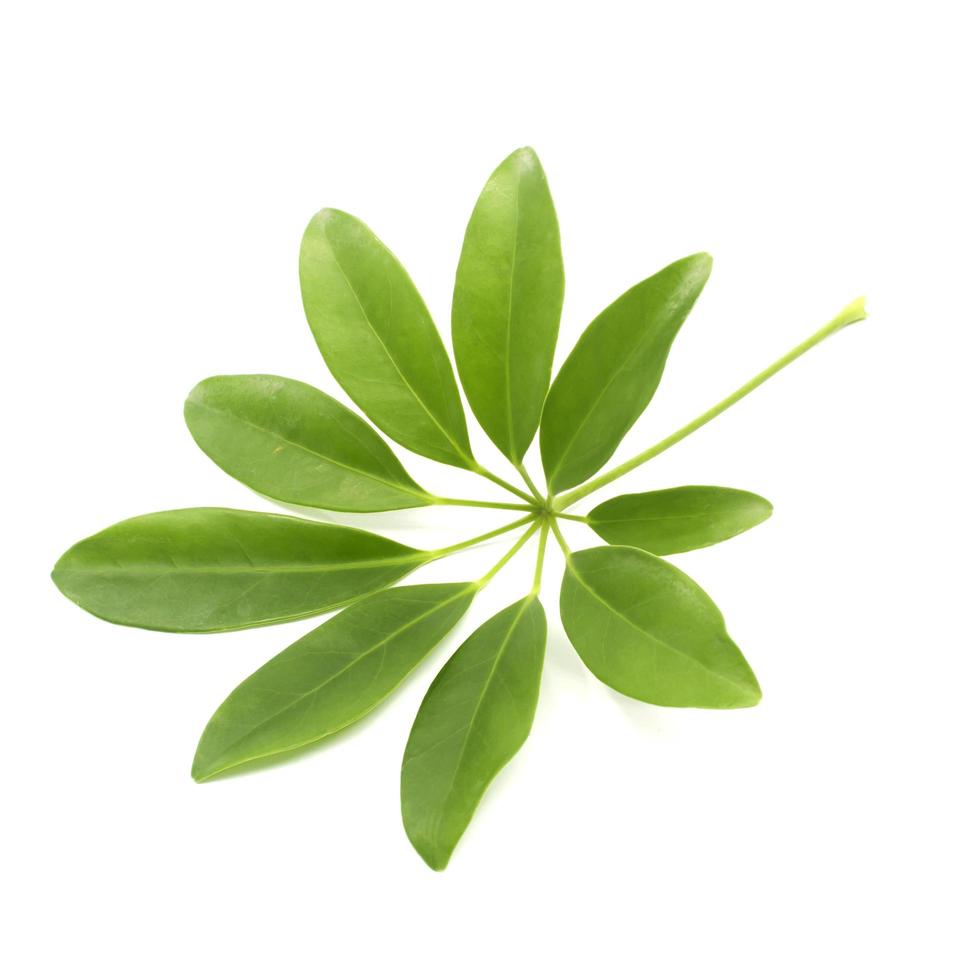 groen blad op wit foto