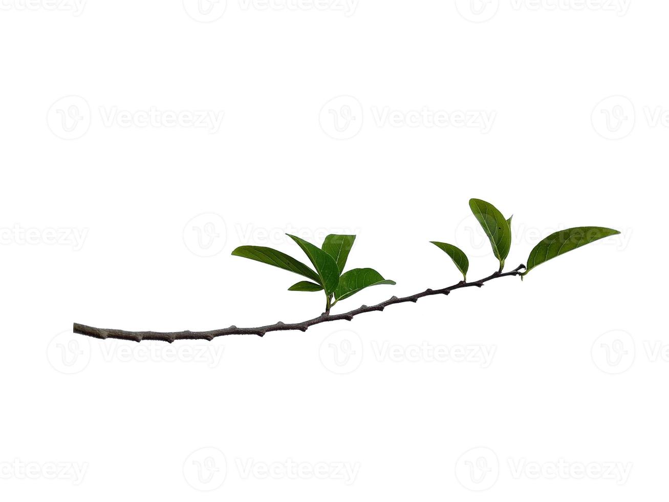 Annona squamosa of suikerappelblad op witte achtergrond foto