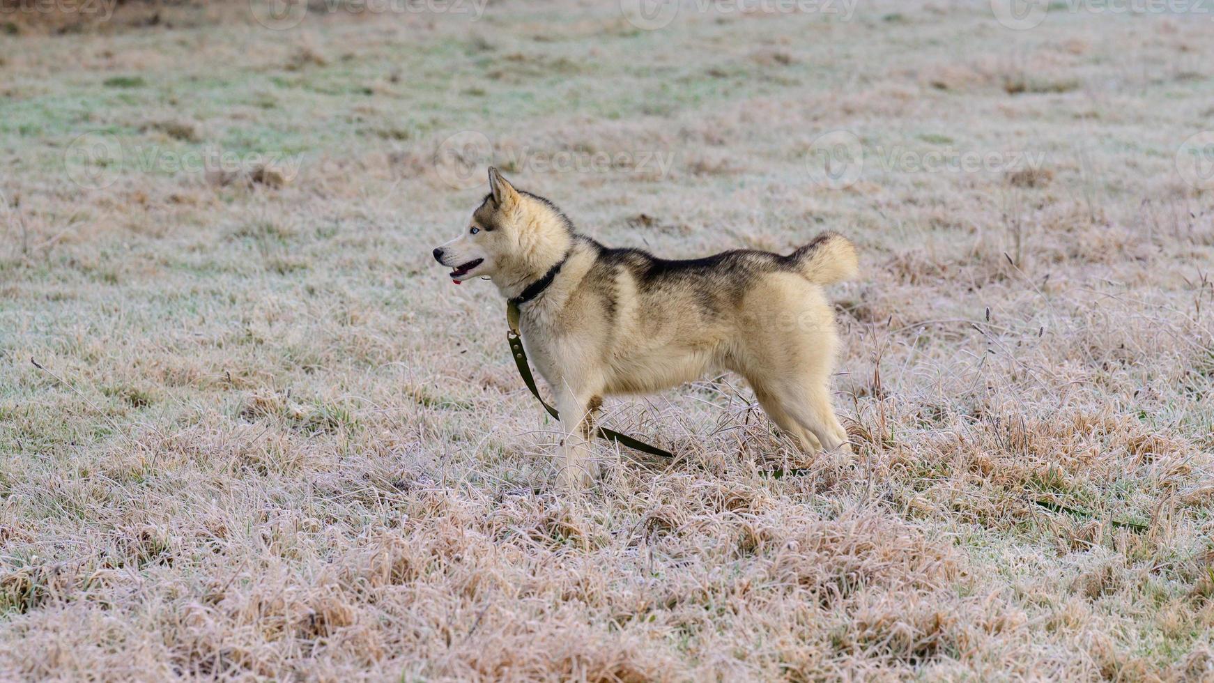 husky wandelen en joggen in het herfstbos, gratis en gelukkig huisdier. foto