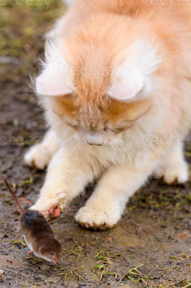 een hongerig rood roofdier speelt met een mol, een kat heeft een mol gevangen. foto