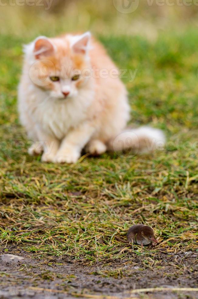 een pluizig huisdier speelt met zijn prooi, een mol als voedsel voor een kat, een knaagdier en een kat. foto