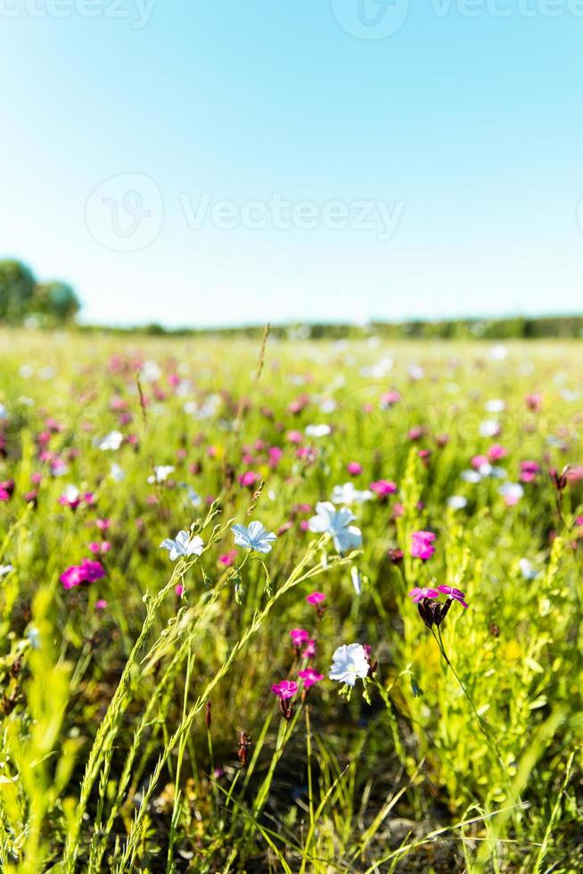 weide met blauwe en paarse bloemen en groen gras foto