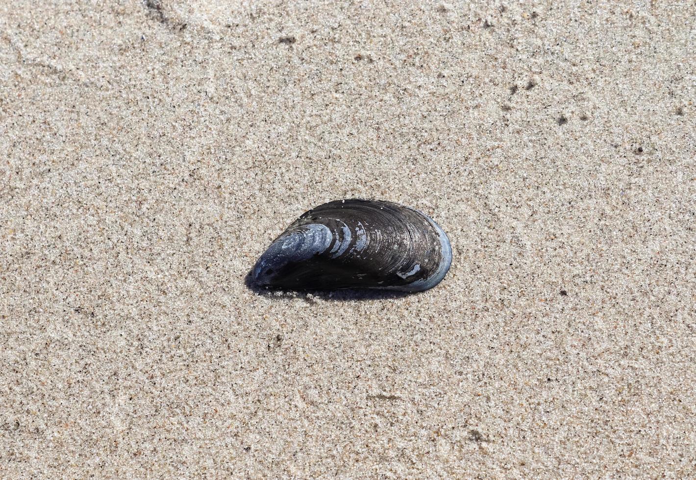 schelpen op het strandzand in de zomerzon - vakantieachtergrond. foto