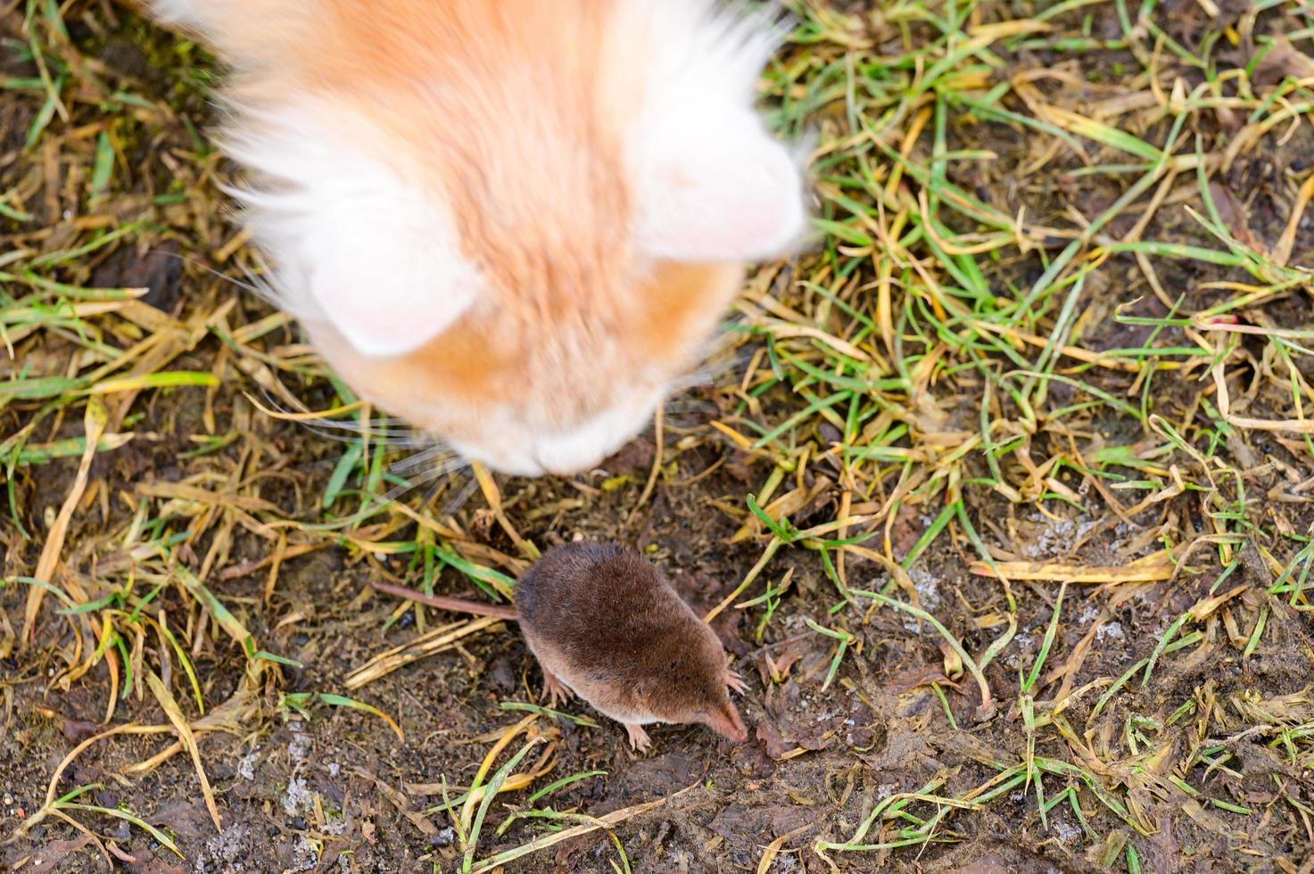 gember en wit katje met zijn prooi van een muis foto