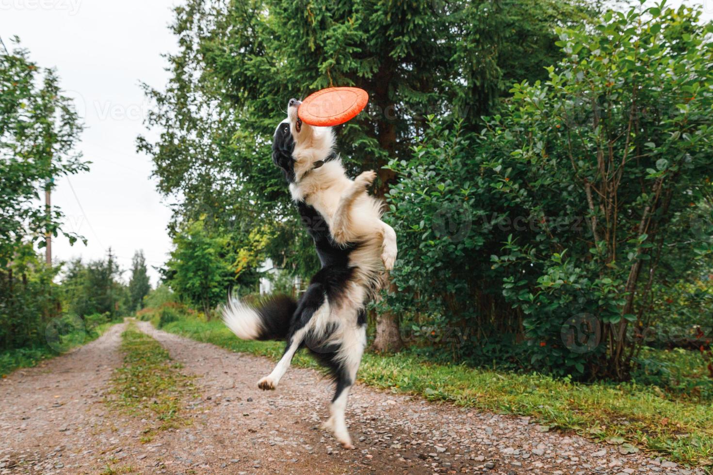 buiten portret van schattige grappige puppy hondje border collie speelgoed in de lucht vangen. hond spelen met vliegende schijf. sportactiviteit met hond in park buiten. foto