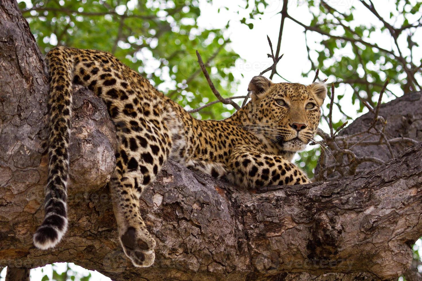 luipaard liggend in de boom foto