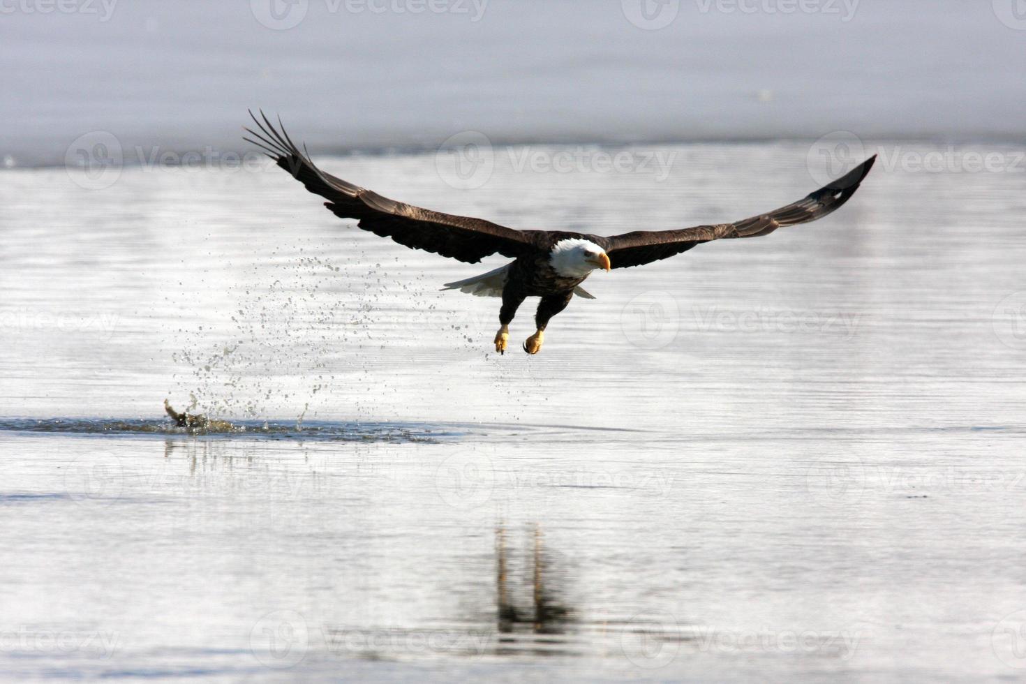 bald eagle inflight haliaeetus leucocephalus utah roofvogel foto