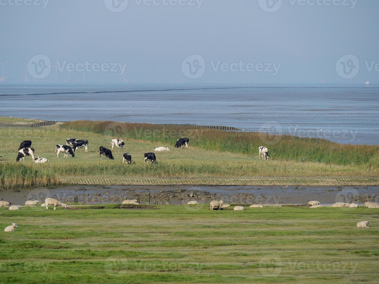 het dorp ditzum aan de rivier de ems foto