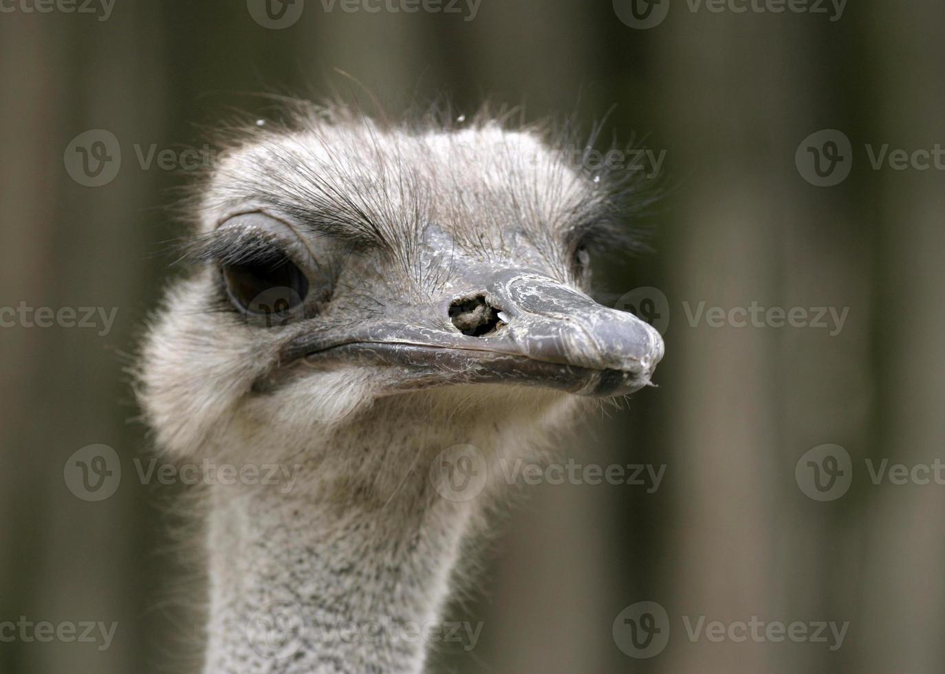 struisvogel portret foto