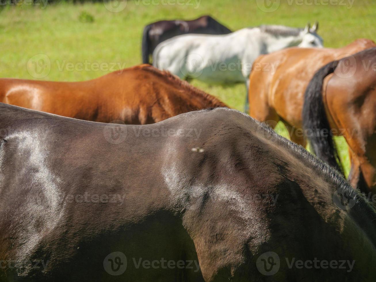 wandelen aan de Oostzee in Duitsland foto