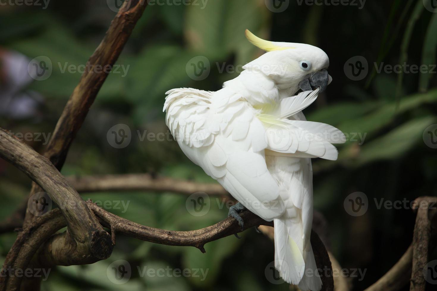 mooie witte papegaai foto