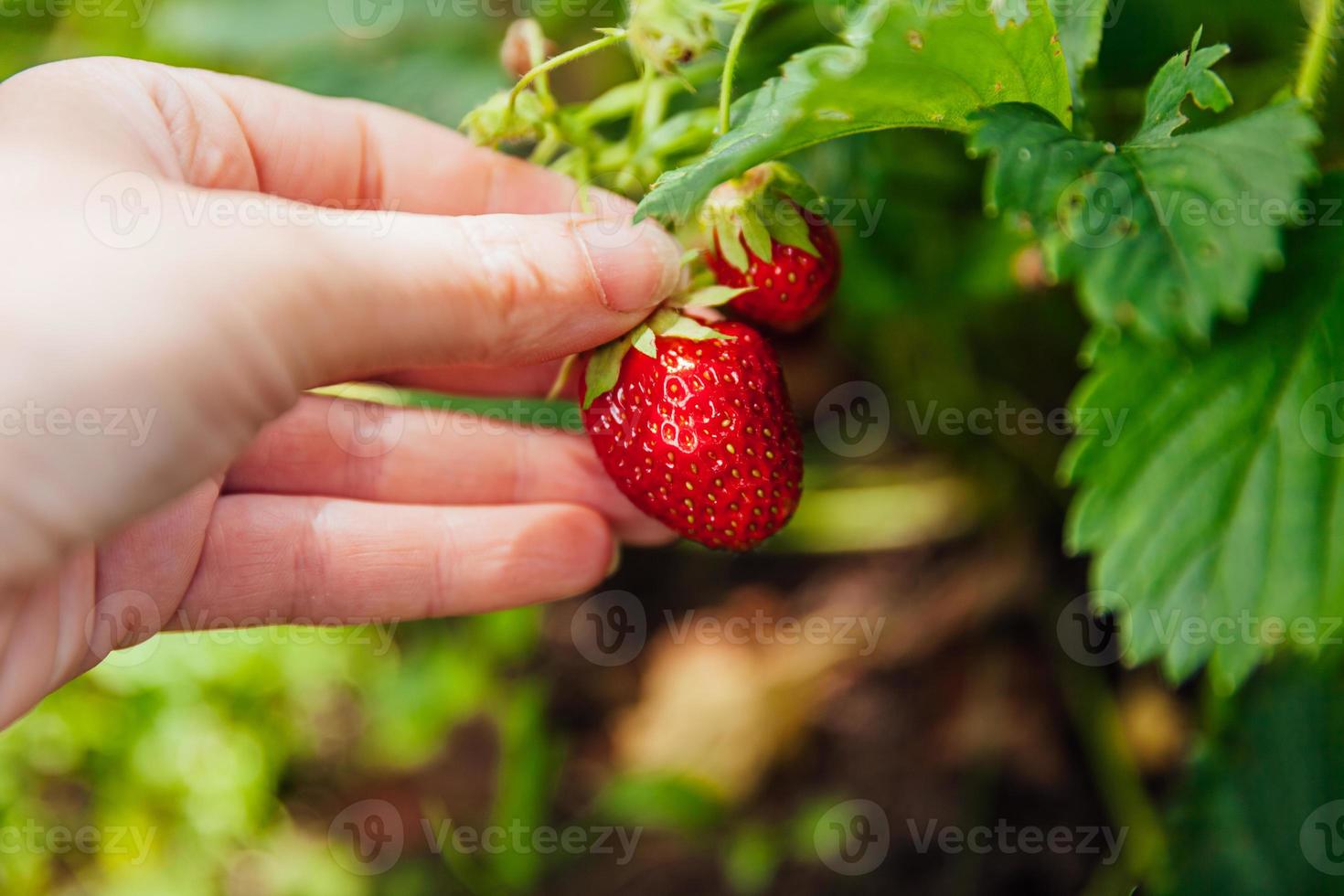 tuinieren en landbouw concept. vrouwelijke landarbeider hand oogst rode verse rijpe biologische aardbeien in de tuin. veganistische vegetarische zelfgekweekte voedselproductie. vrouw aardbeien plukken in veld. foto