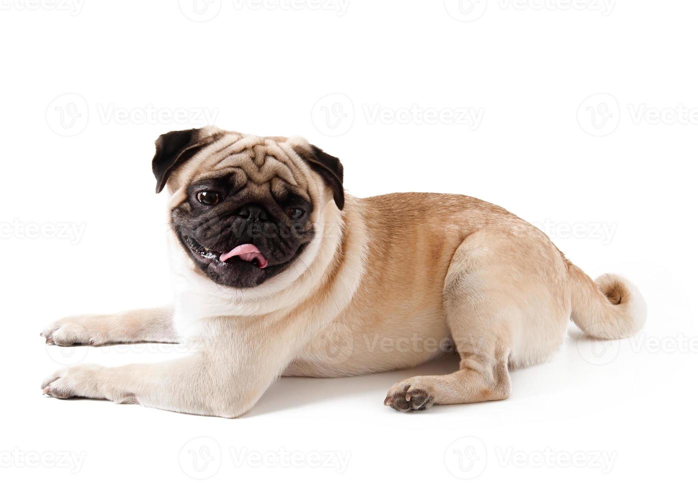 pug dog geïsoleerd op een witte achtergrond foto