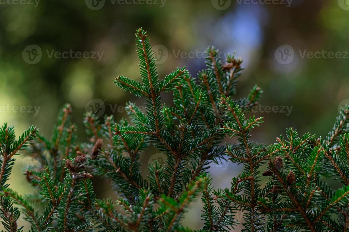 dennenboom close-up op een onscherpe achtergrond foto