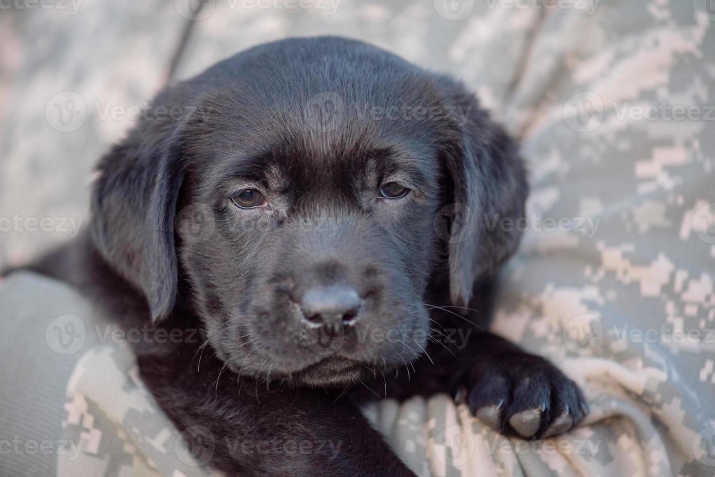 labrador retriever pup van zwarte kleur op de handen. zachte focus. foto