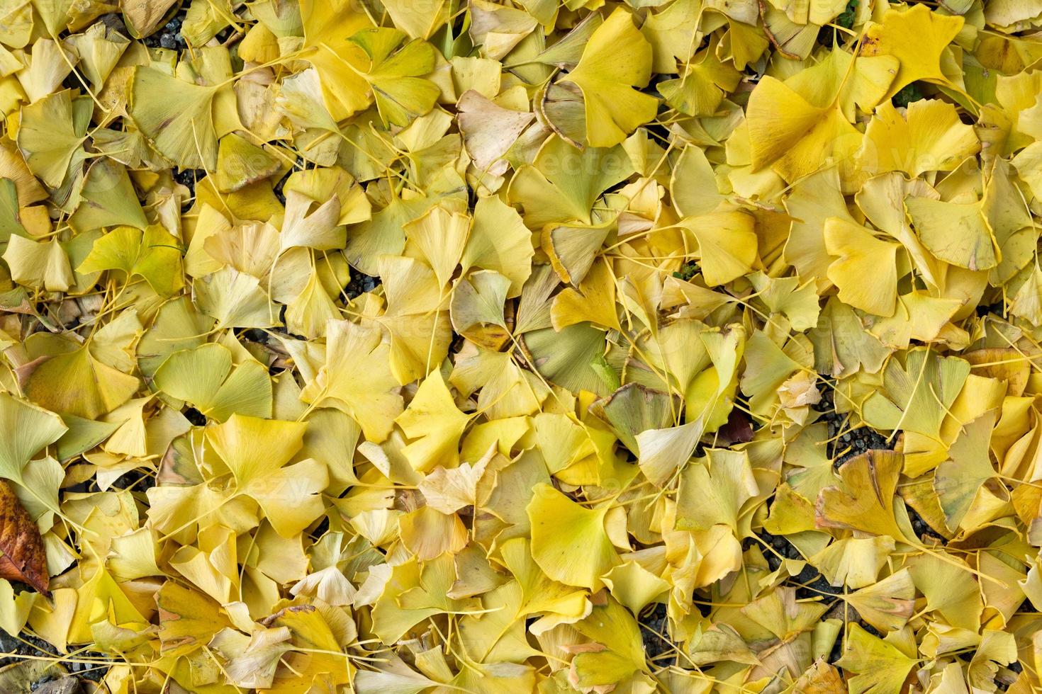 ginkgo biloba gele bladeren vallen op de grond foto