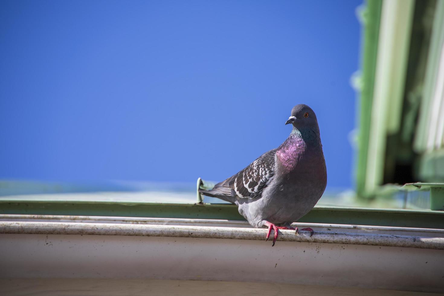 duif die op het dak van een huis staat foto