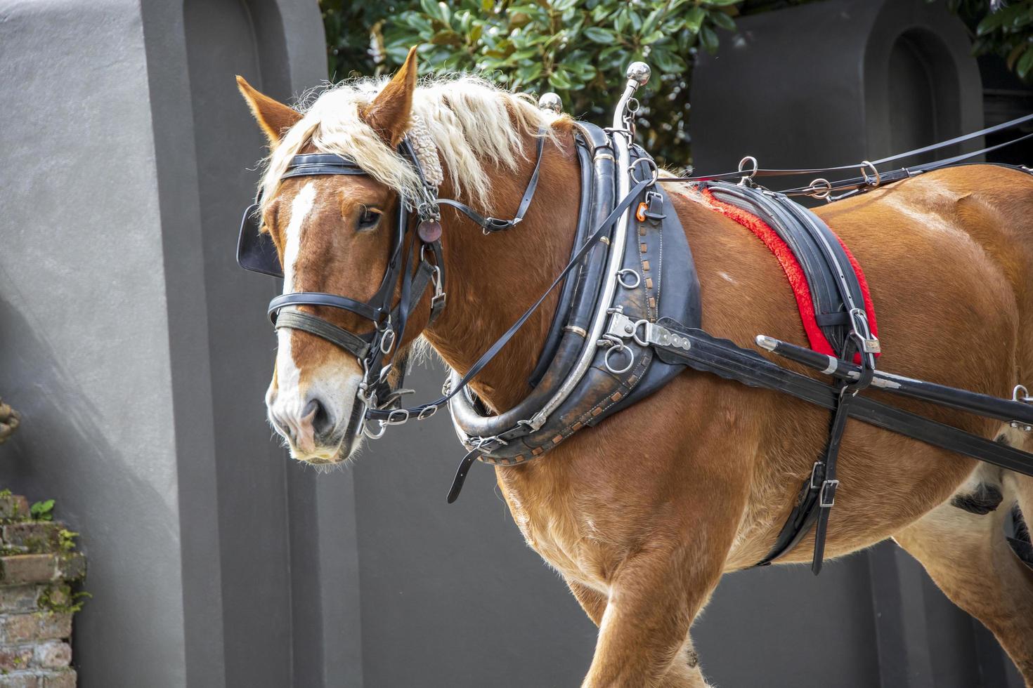 close-up van een paard met een hoofdstel foto