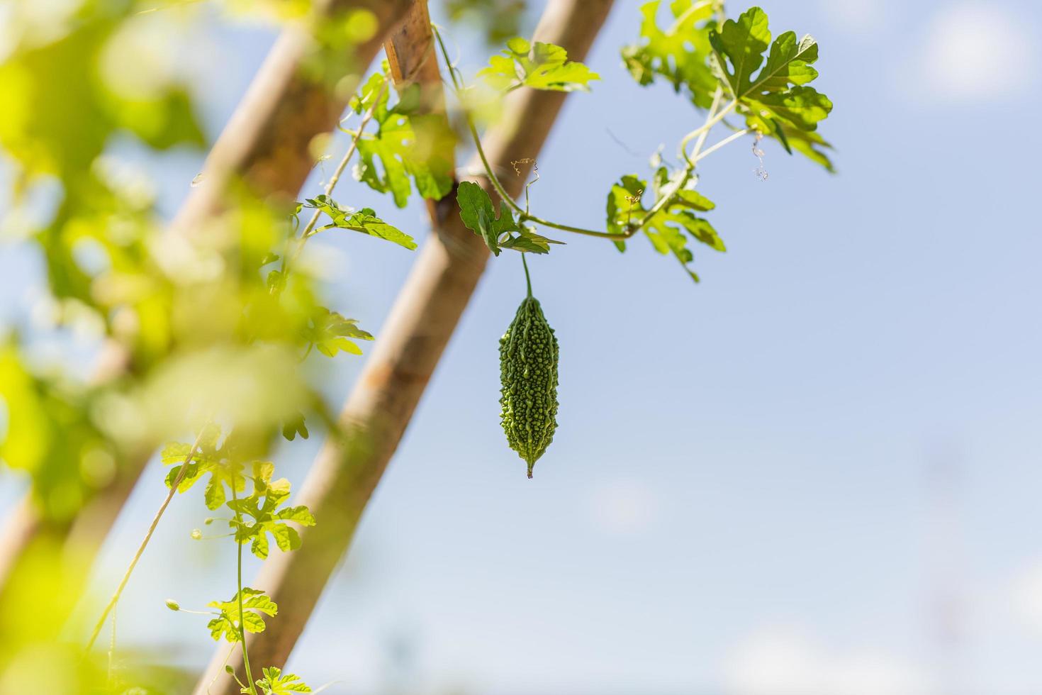 bittere kalebas hangend in plant in groenteboerderij. foto