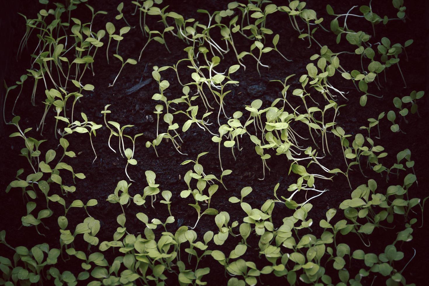 jonge biologische groene spruiten in zwarte plastic bak. foto