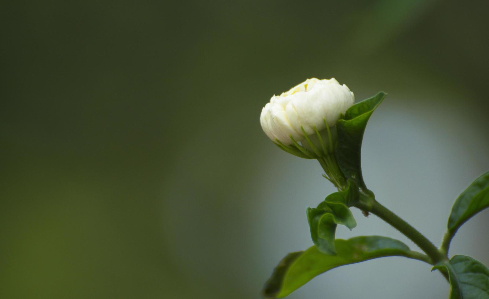 witte jasmijnknoppen op gladde groene achtergrond. geurende bloemen. foto