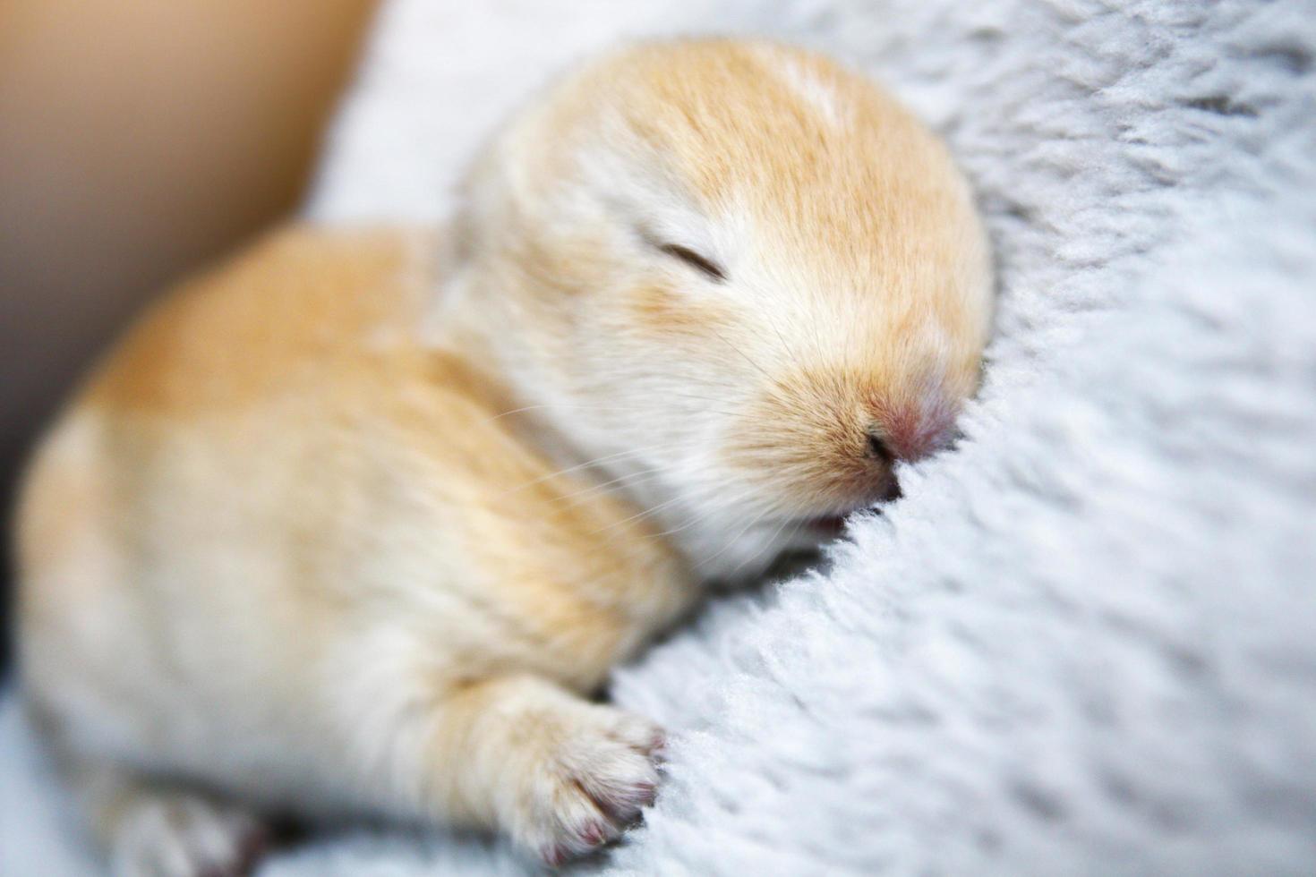 schattig bruin konijn baby konijntje foto