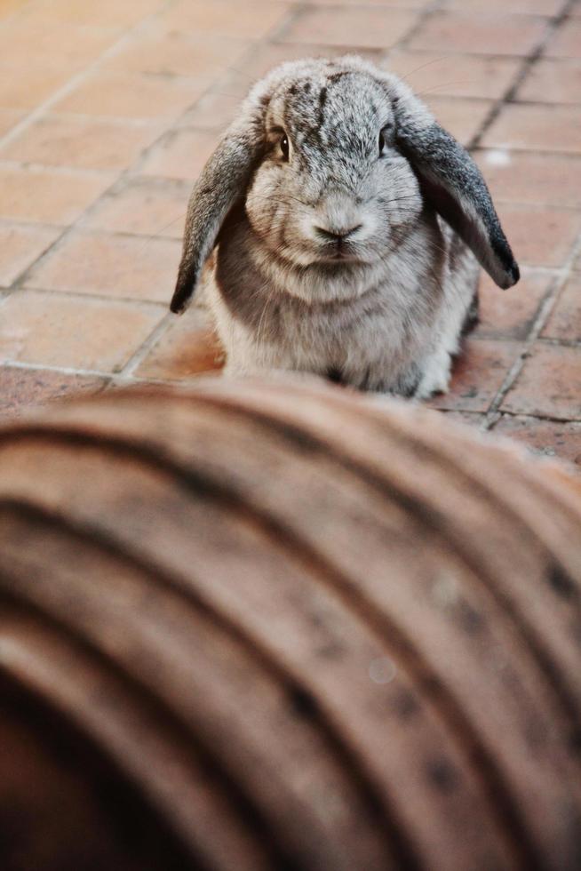 schattig grijs konijn konijntje op betonnen vloer. foto