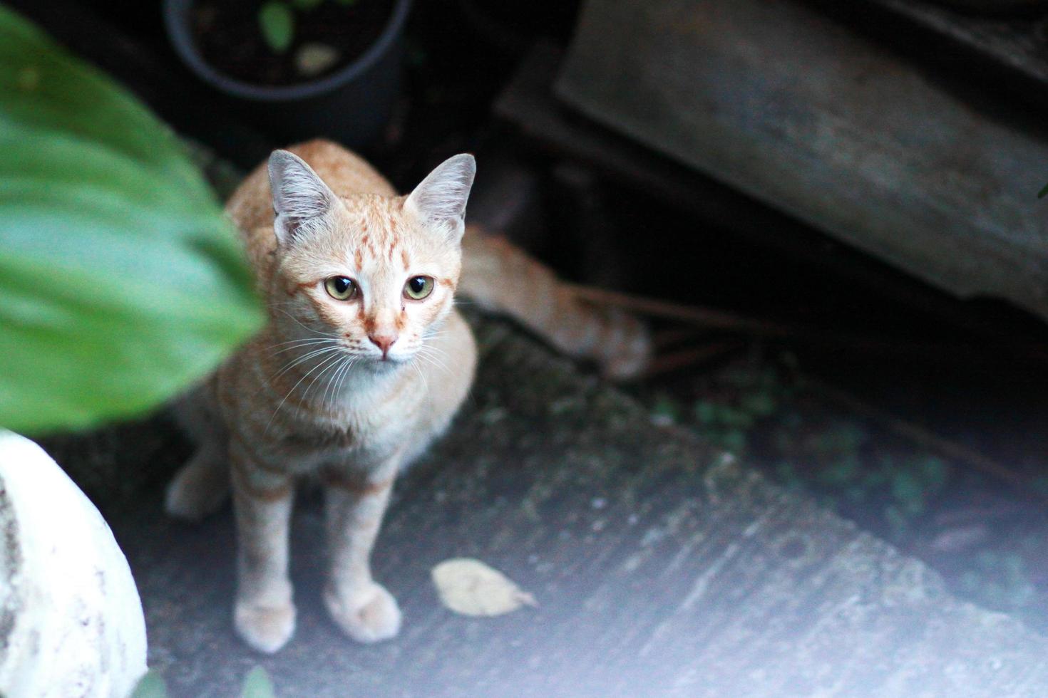 oranje kat zittend op de vloer met zonlicht in de tuin foto