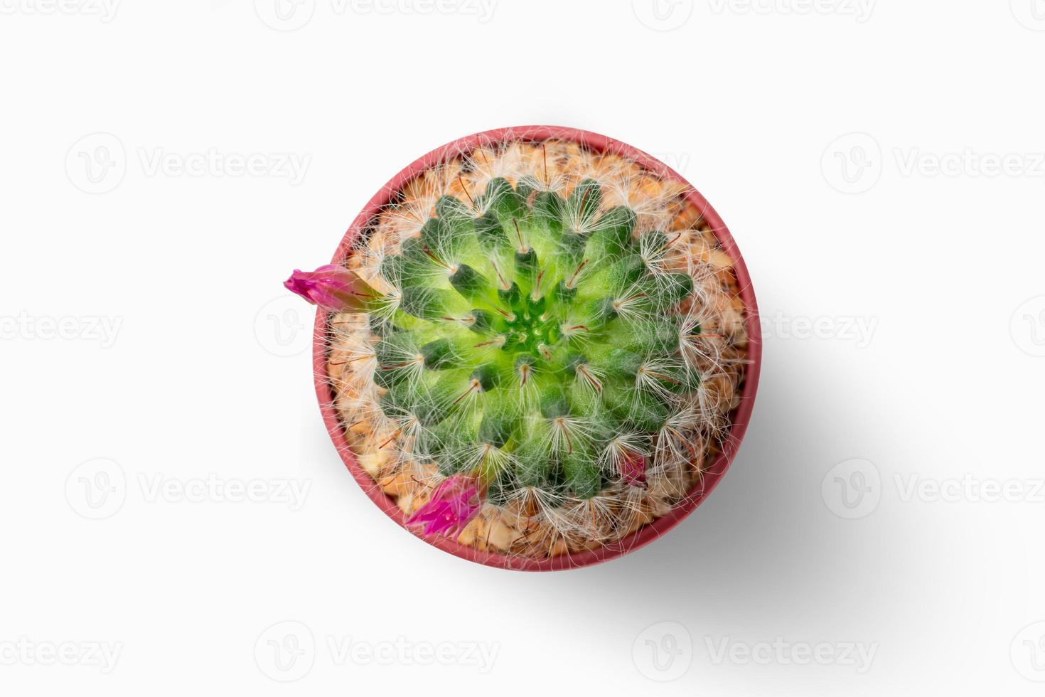 close-up van poeder puff cactus in een minimale pot en roze bloem geïsoleerd op een witte achtergrond met blank.plant van boven of boven view.clipping pad opgenomen. foto