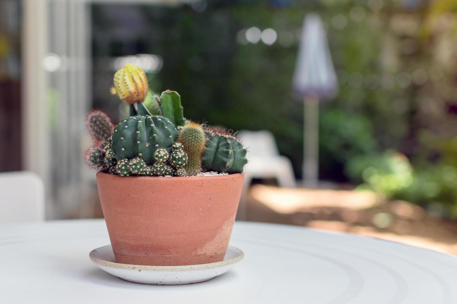 close-up van sappig en cactus in een mini-terariumpot op witte tafelachtergrond met zonneschijn, kleine plantentuin. foto