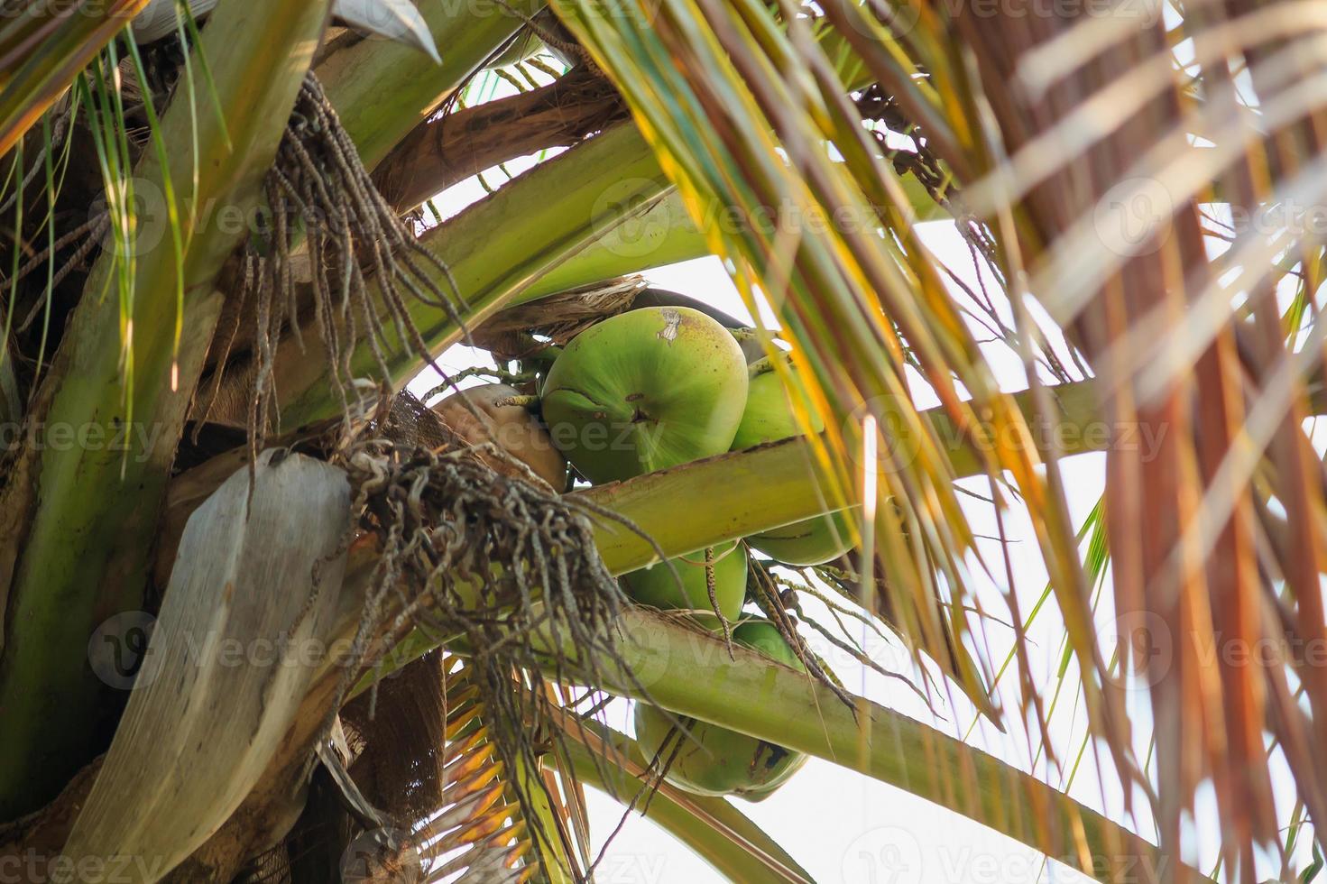 kokosnoot op kokospalm foto