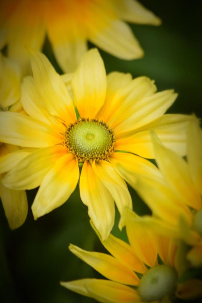 bloemen en natuur, Britse tuin foto