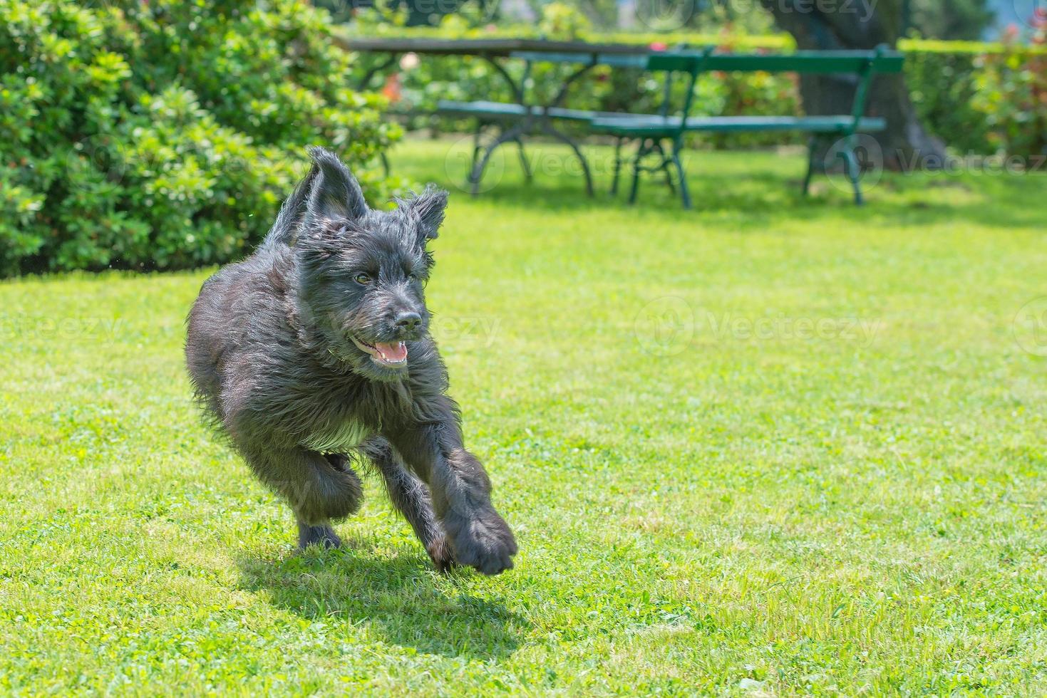 zwarte herdershond aan het rennen foto