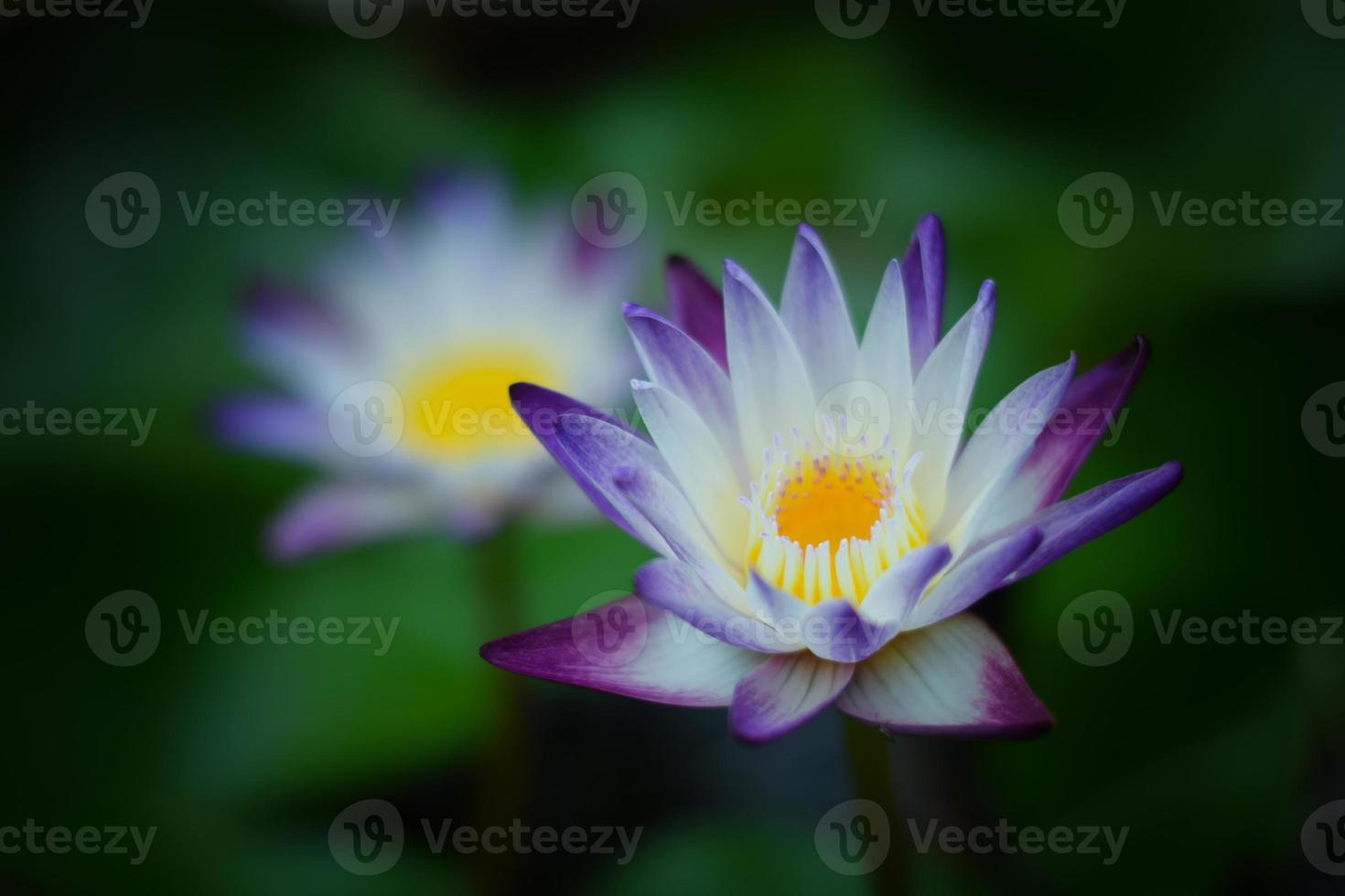 mooie waterlelie of lotusbloem in het meer foto