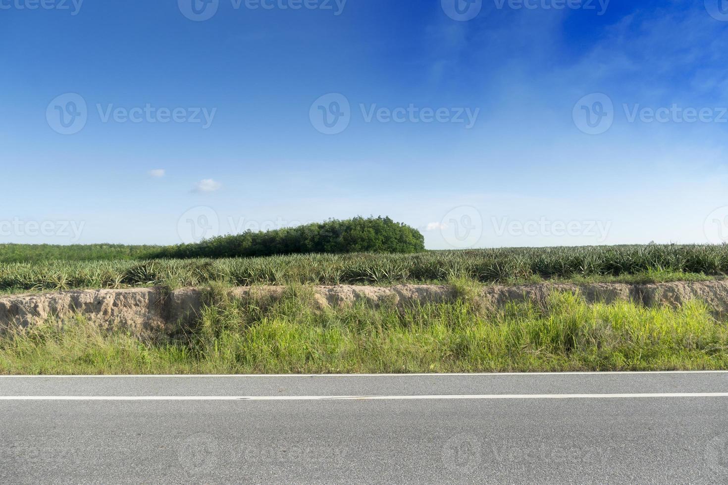 horizontale weergave van asfaltweg in thailand. voorgrond van groen gras. en achtergrond van ananasplantage en rubberbomen. onder de blauwe lucht. foto