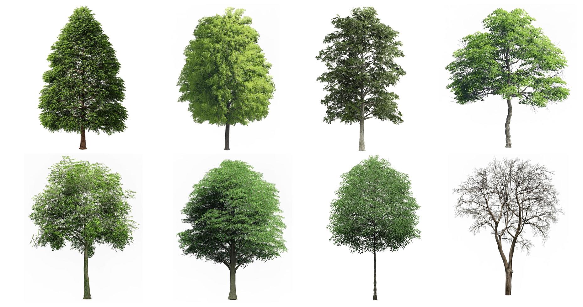 collectie mooie 3D-bomen geïsoleerd op een witte achtergrond, gebruik voor visualisatie in architectonisch ontwerp foto