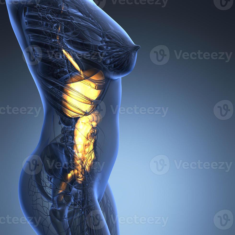 wetenschap anatomie van het lichaam van de vrouw met gloed spijsverteringsstelsel foto