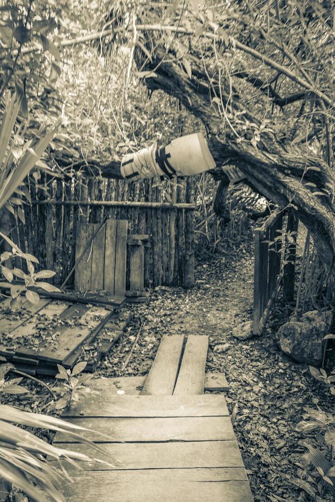 tropische jungle planten bomen houten wandelpaden sian kaan mexico. foto