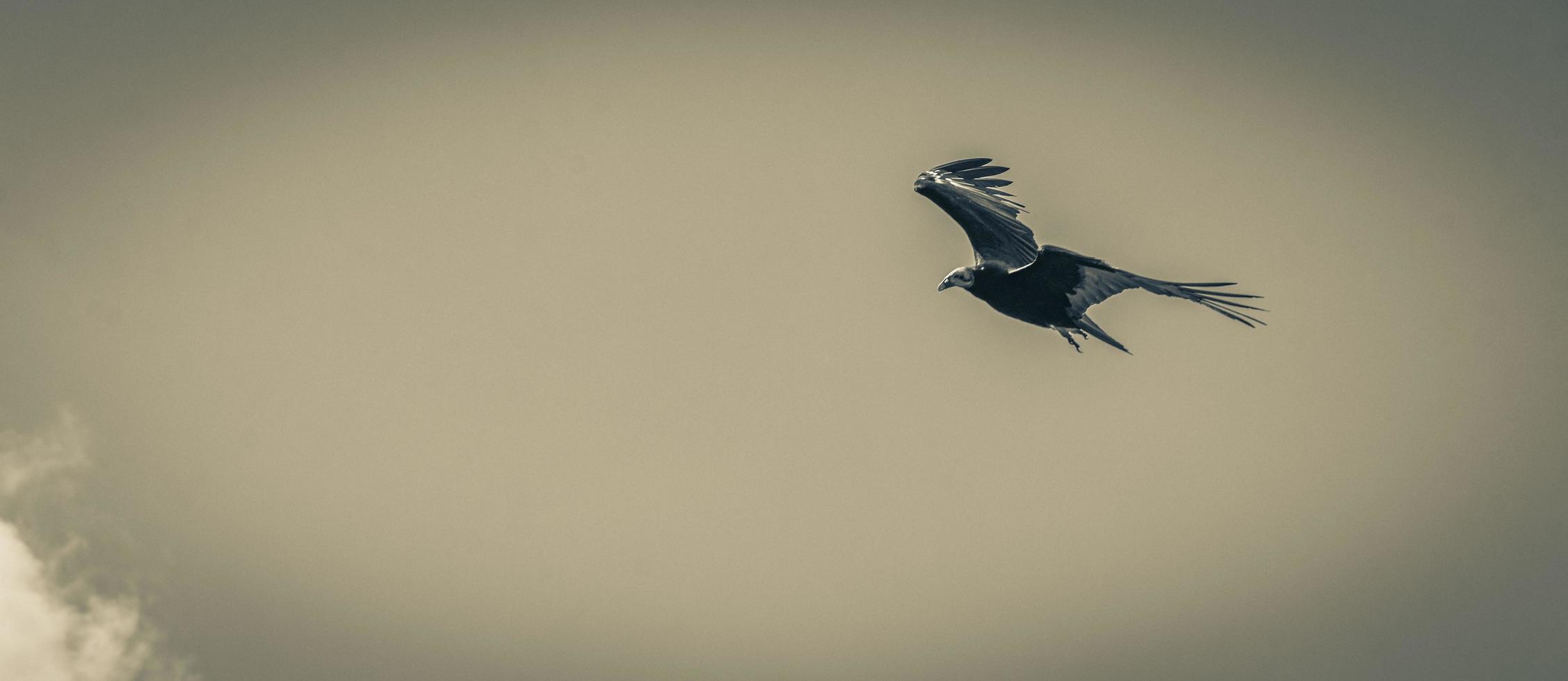 tropische zwarte kalkoengier cathartes aura aura blauwe lucht mexico. foto