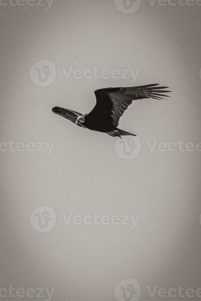 tropische zwarte kalkoengier cathartes aura aura blauwe lucht mexico. foto