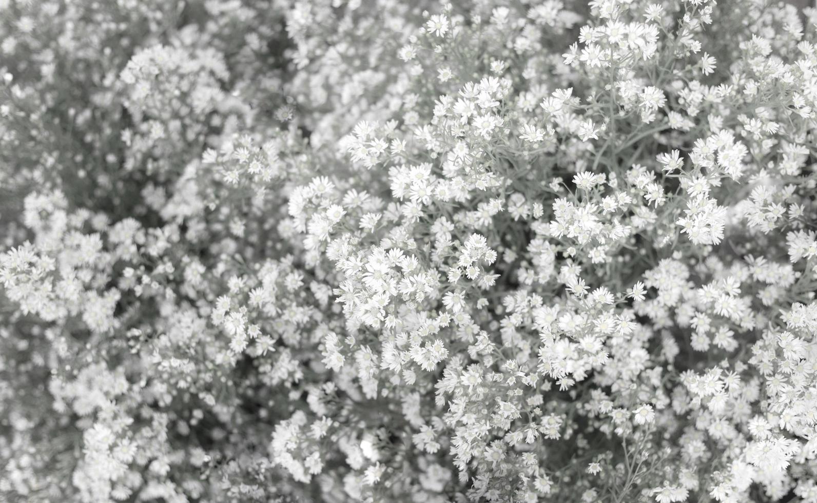 wazig witte en grijze madeliefjebloem als achtergrond foto