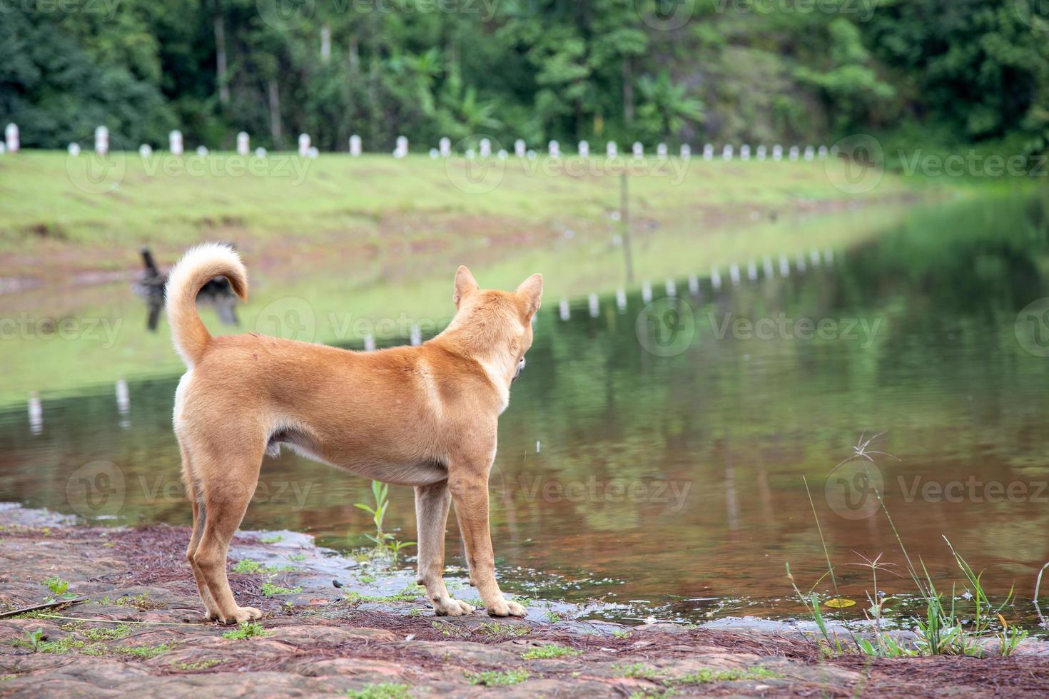 een bruine hond die bij de rivier staat. foto