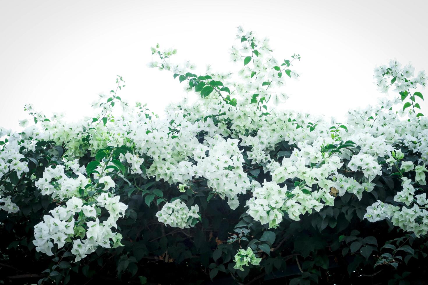 mooie witte bougainvillea, tropische papieren bloem die in de zomertuin bloeit foto