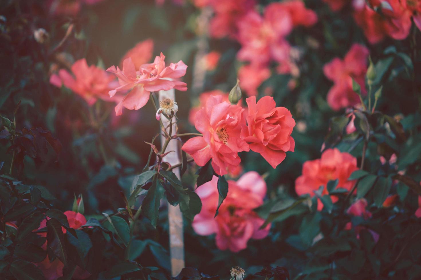 rode rozen bloeien in de zomertuin, een van de meest geurige bloemen, best ruikende, mooie en romantische bloemen foto