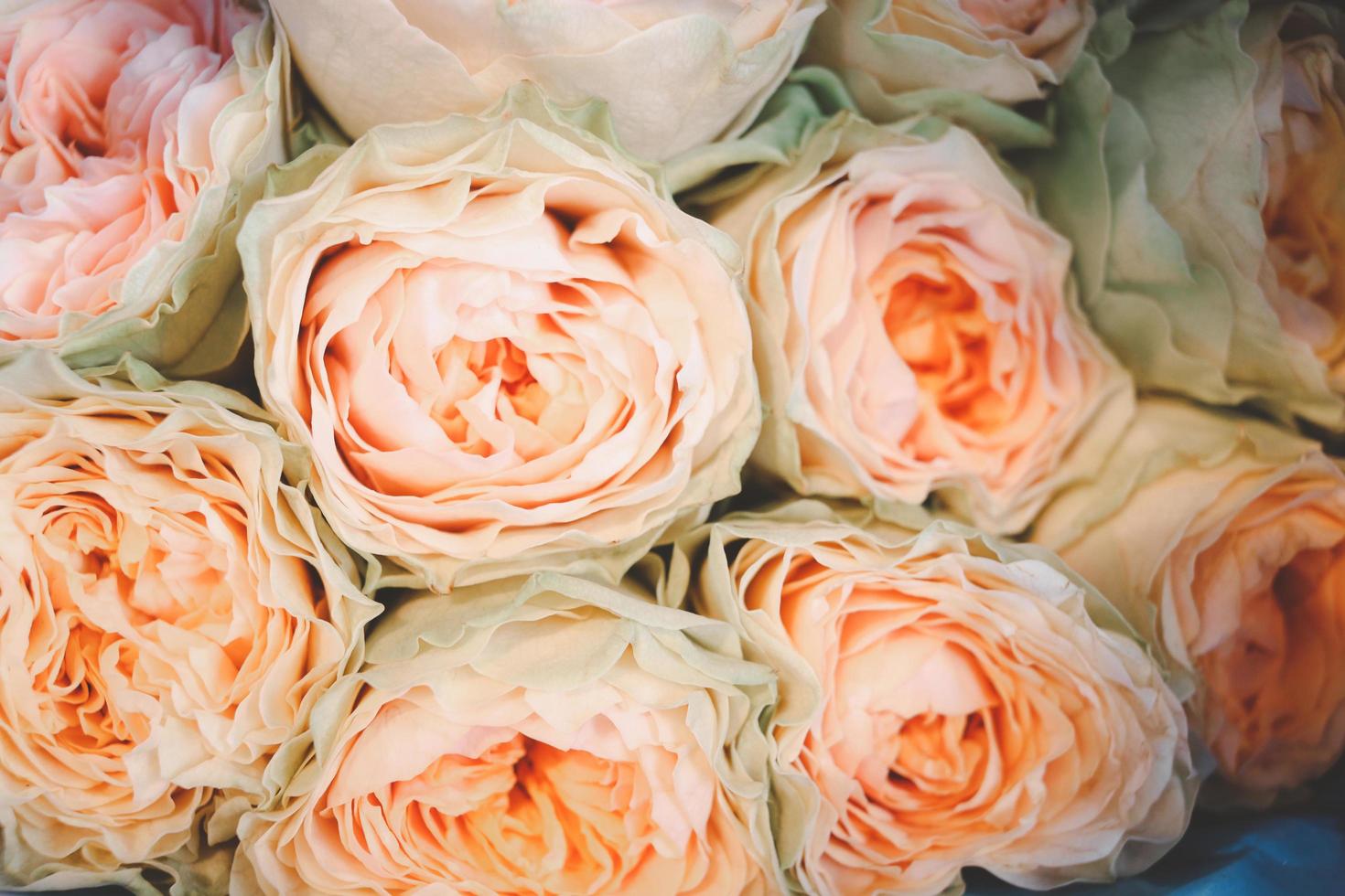 wit roze mooie roos verpakt in papier te koop bij bloemenmarkt, cadeau op valentijnsdag. foto