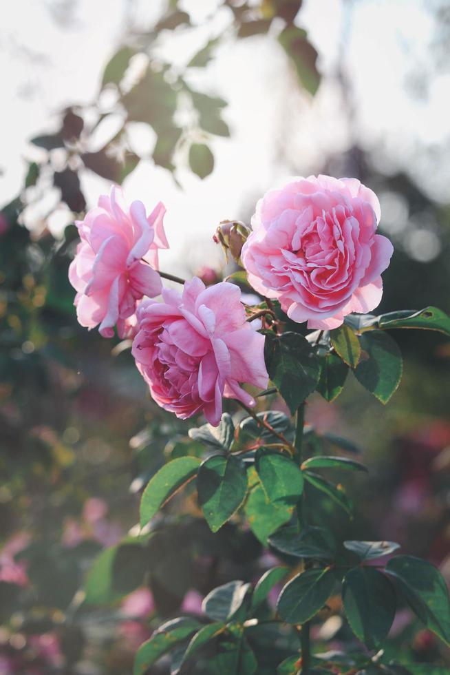 roze engelse rozen bloeien in de zomertuin, een van de meest geurige bloemen, best ruikende, mooie en romantische bloemen foto