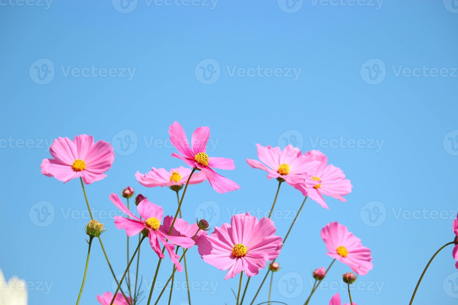 roze kosmos bloem bloeiend kosmos bloem veld met blauwe lucht, mooie levendige natuurlijke zomertuin buiten park afbeelding. foto