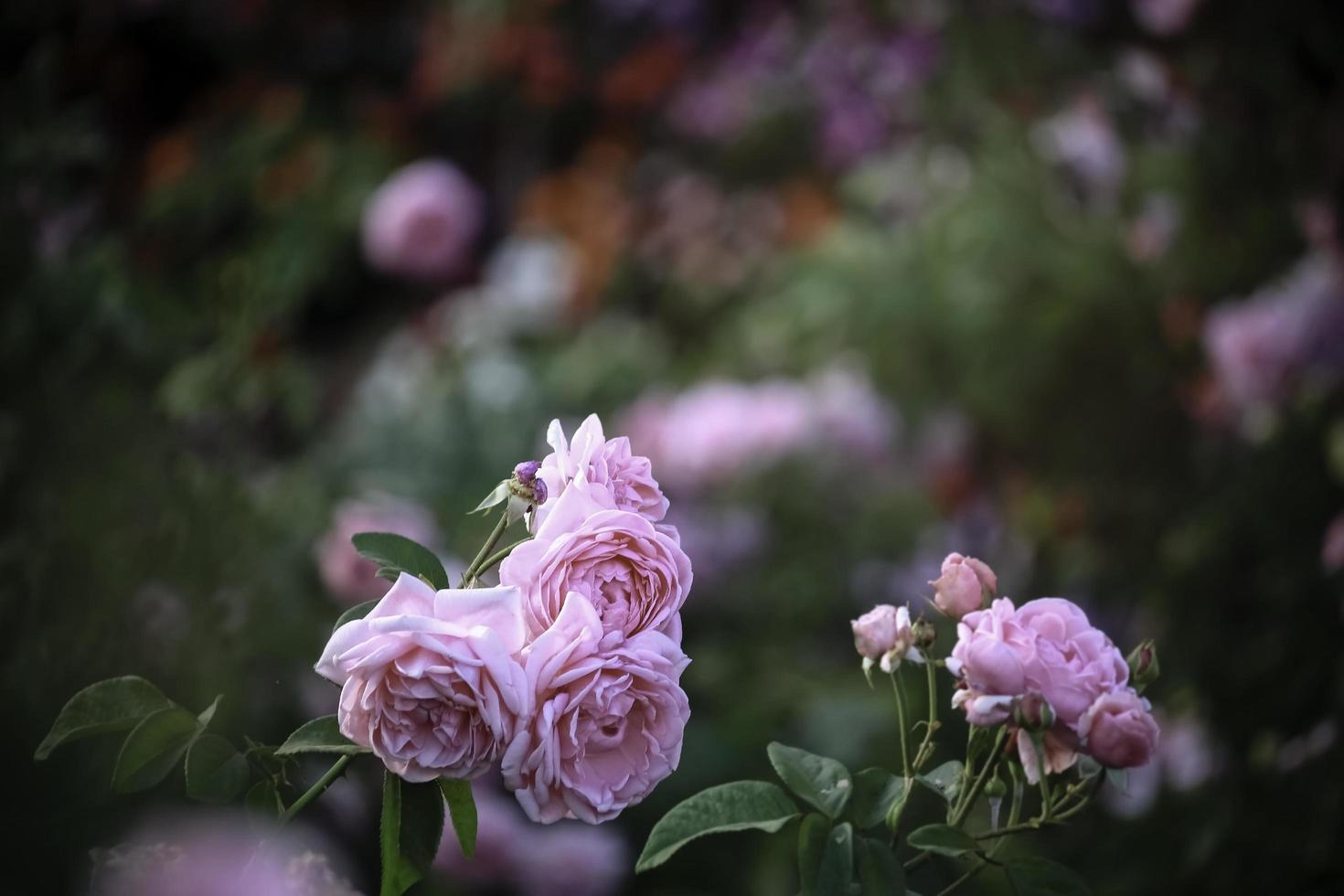 roze engelse rozen bloeien in de zomertuin, een van de meest geurige bloemen, best ruikende, mooie en romantische bloem foto